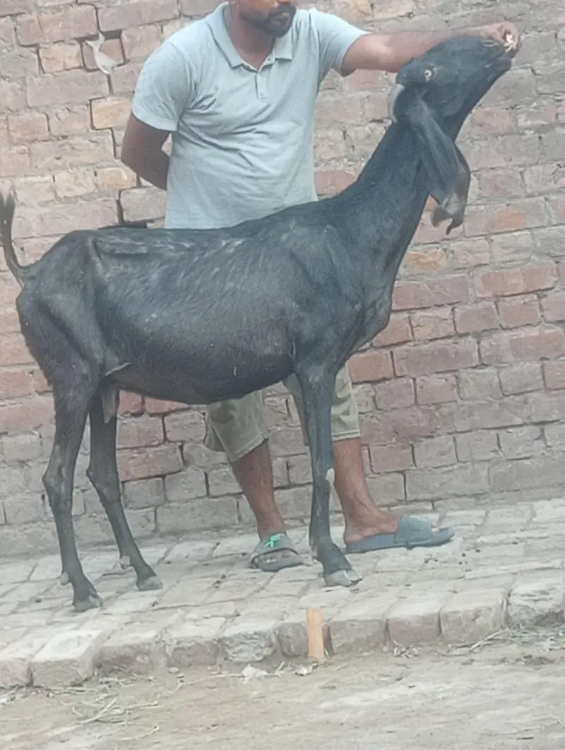 betal bakri confram gaban phat — photo 3