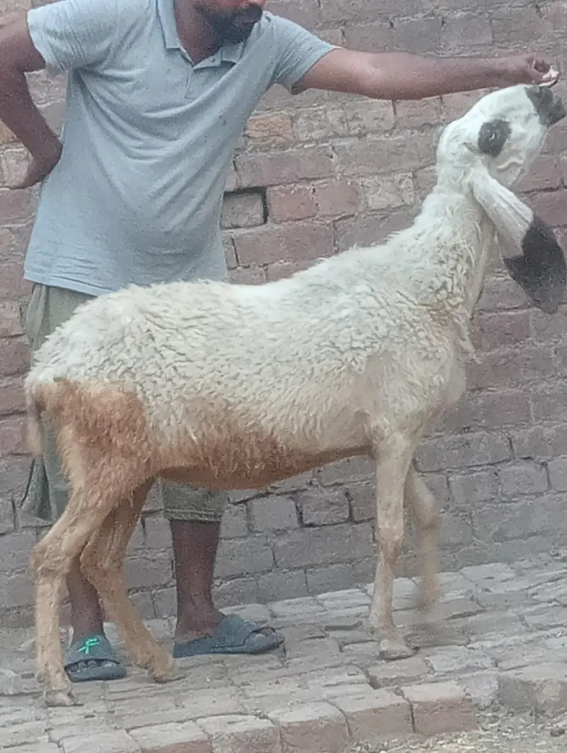 betal bakri confram gaban phat — photo 4