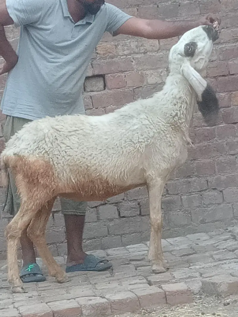 betal bakri confram gaban phat — photo 5