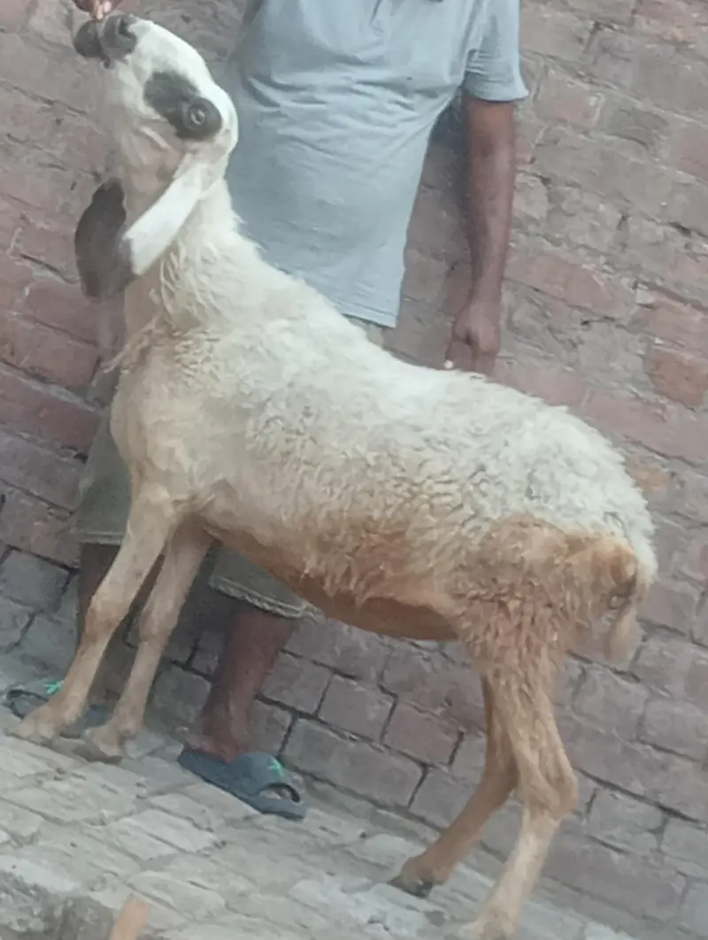 betal bakri confram gaban phat — photo 6
