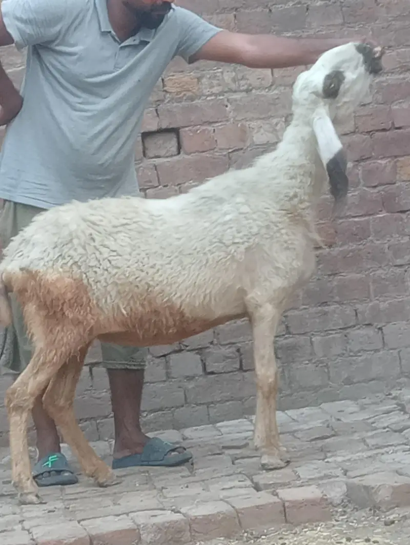 betal bakri confram gaban phat — photo 7