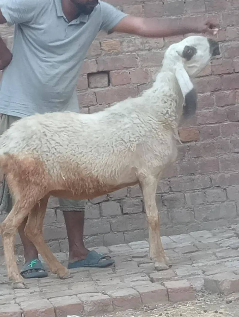 betal bakri confram gaban phat — photo 8