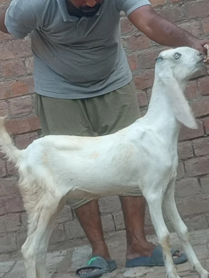 betal bakri confram gaban phat — photo 9