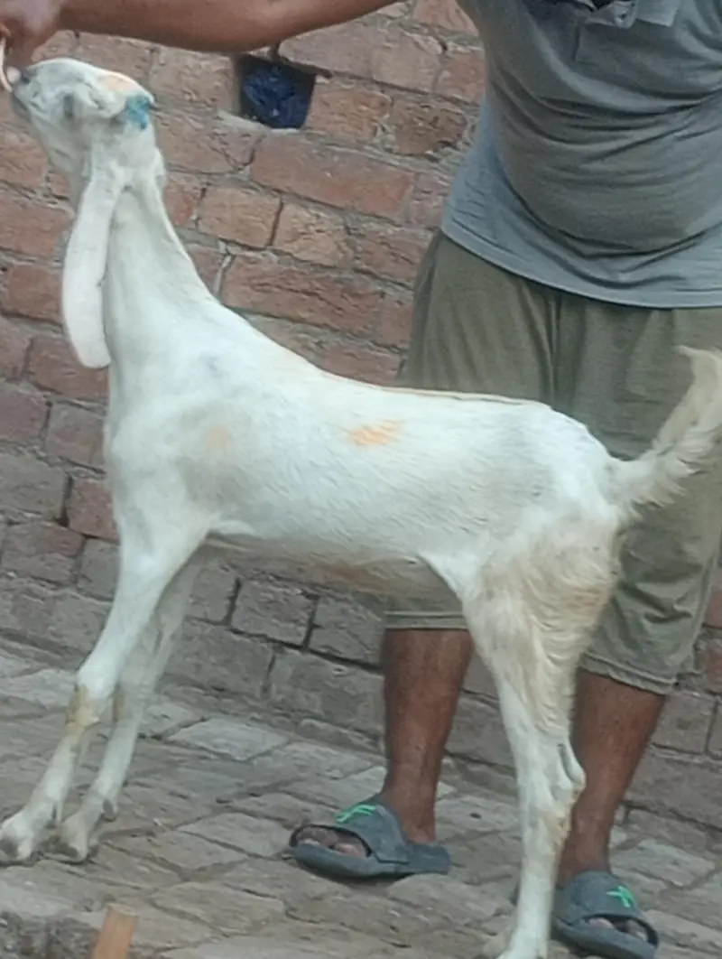betal bakri confram gaban phat — photo 10