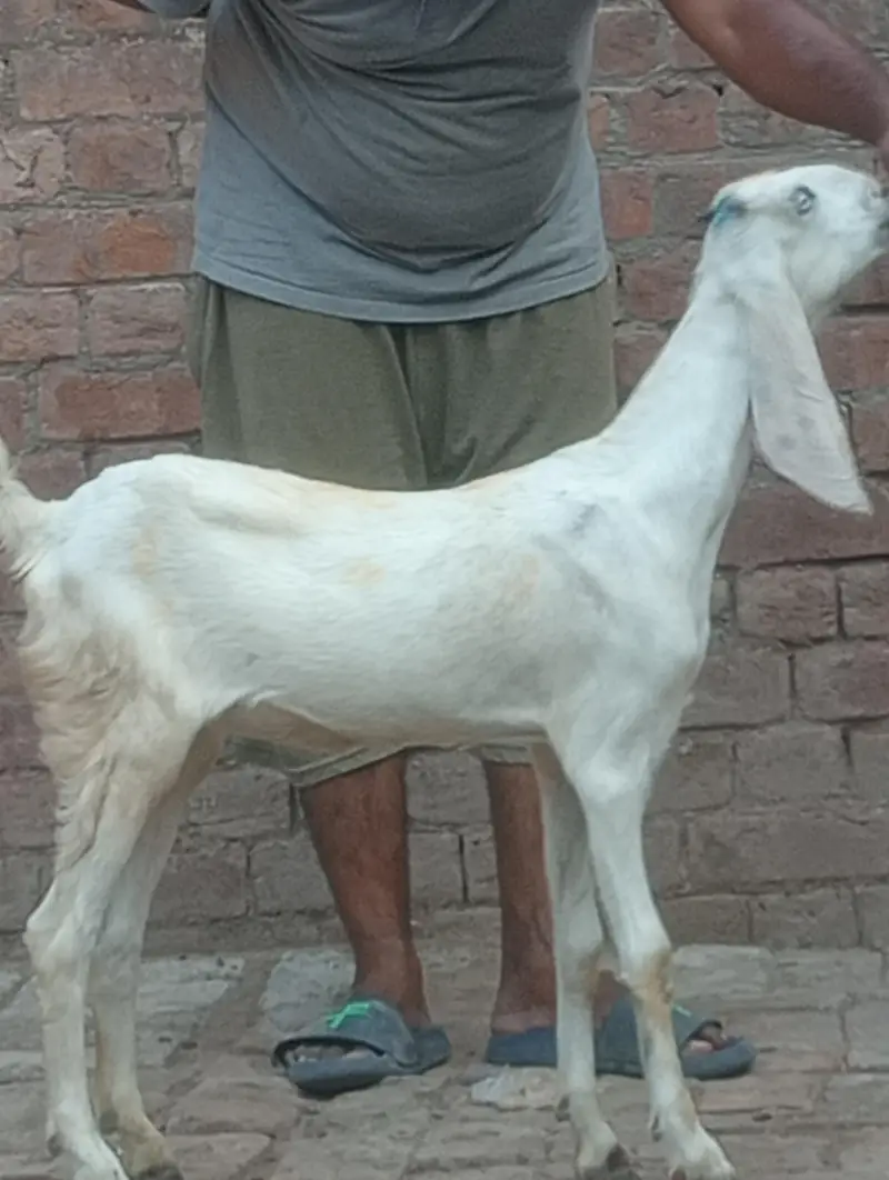 betal bakri confram gaban phat — photo 11