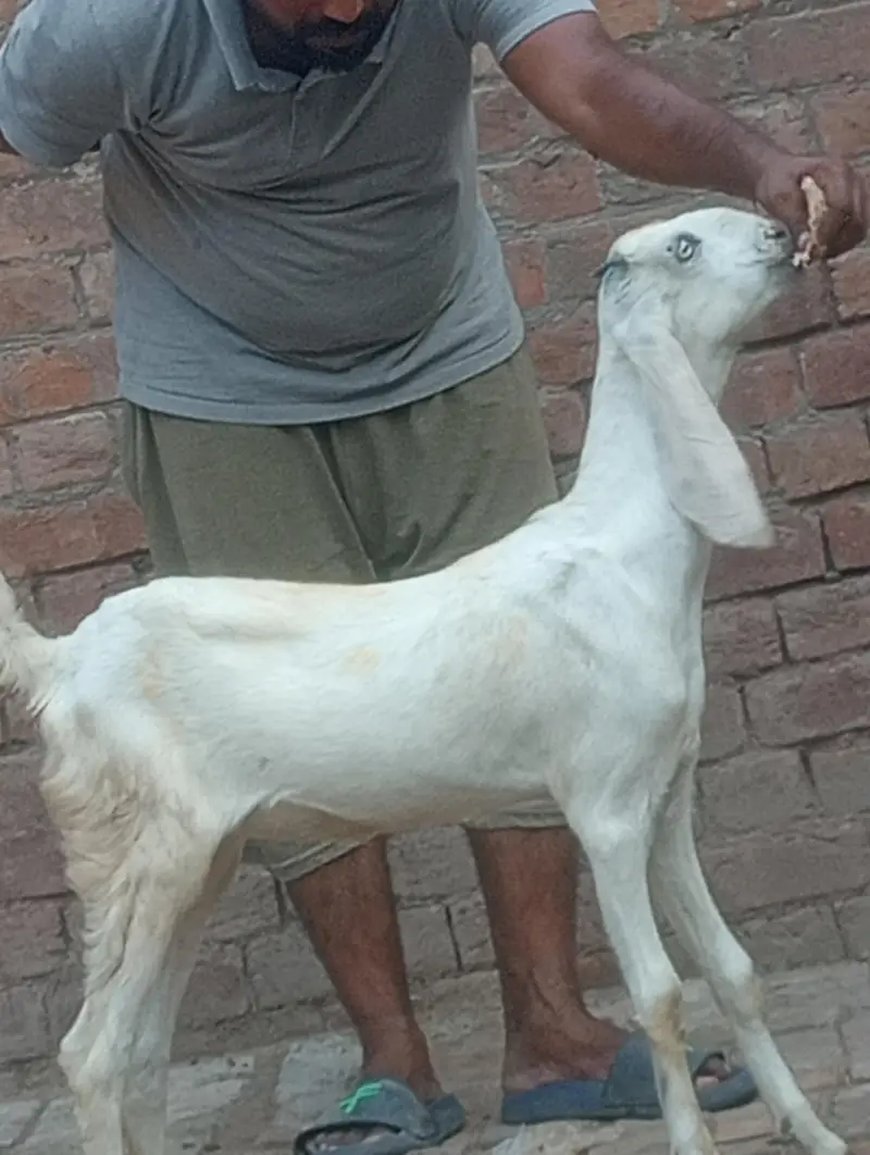 betal bakri confram gaban phat — photo 12