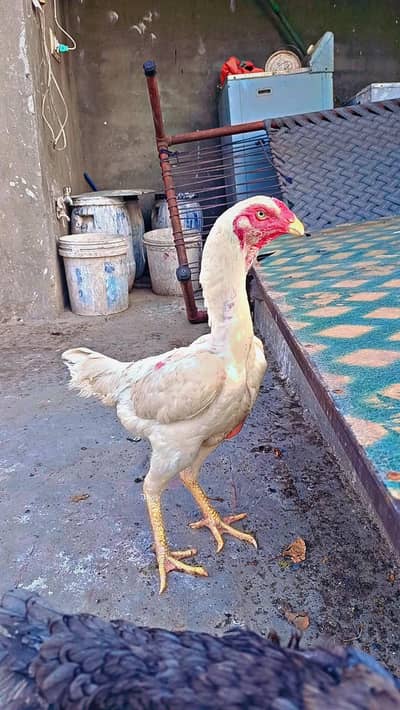 White Shamo Female eggs laying