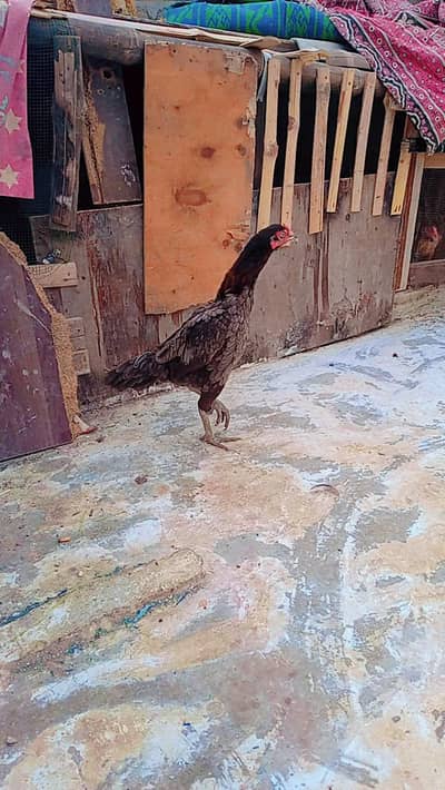 Aseel Hen for Sale