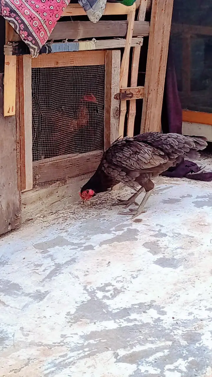 Aseel Hen for Sale — photo 2