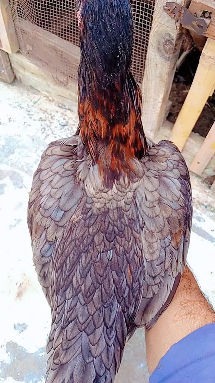 Aseel Hen for Sale — photo 3