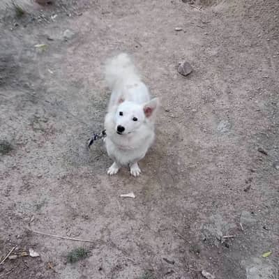 Russian (American spitz) female