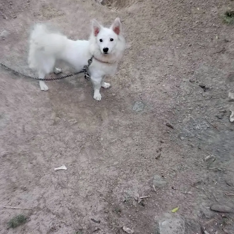 Russian (American spitz) female — photo 2