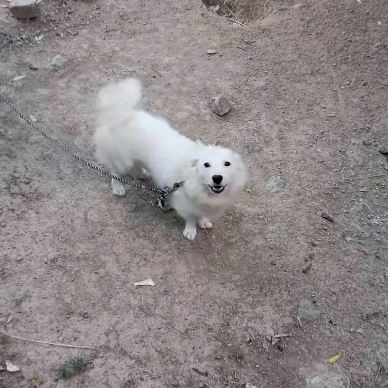 Russian (American spitz) female — photo 3