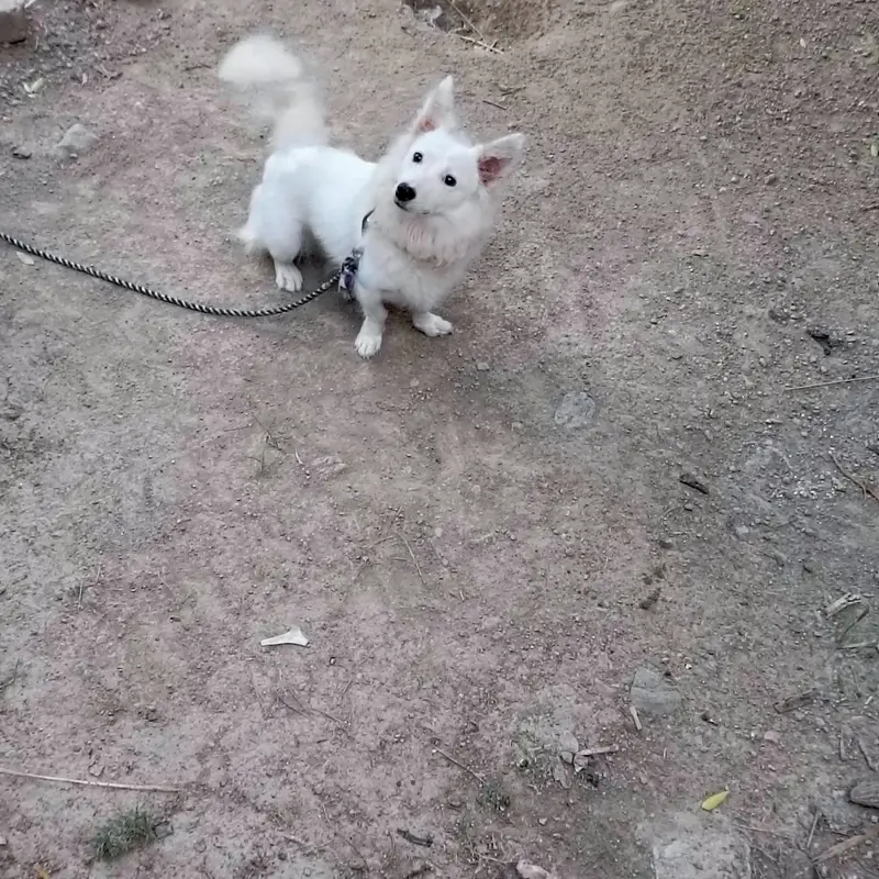 Russian (American spitz) female — photo 4