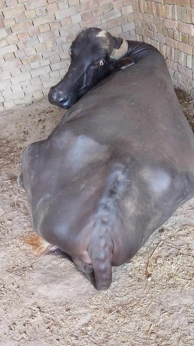 2nd time ready for breed — photo 4