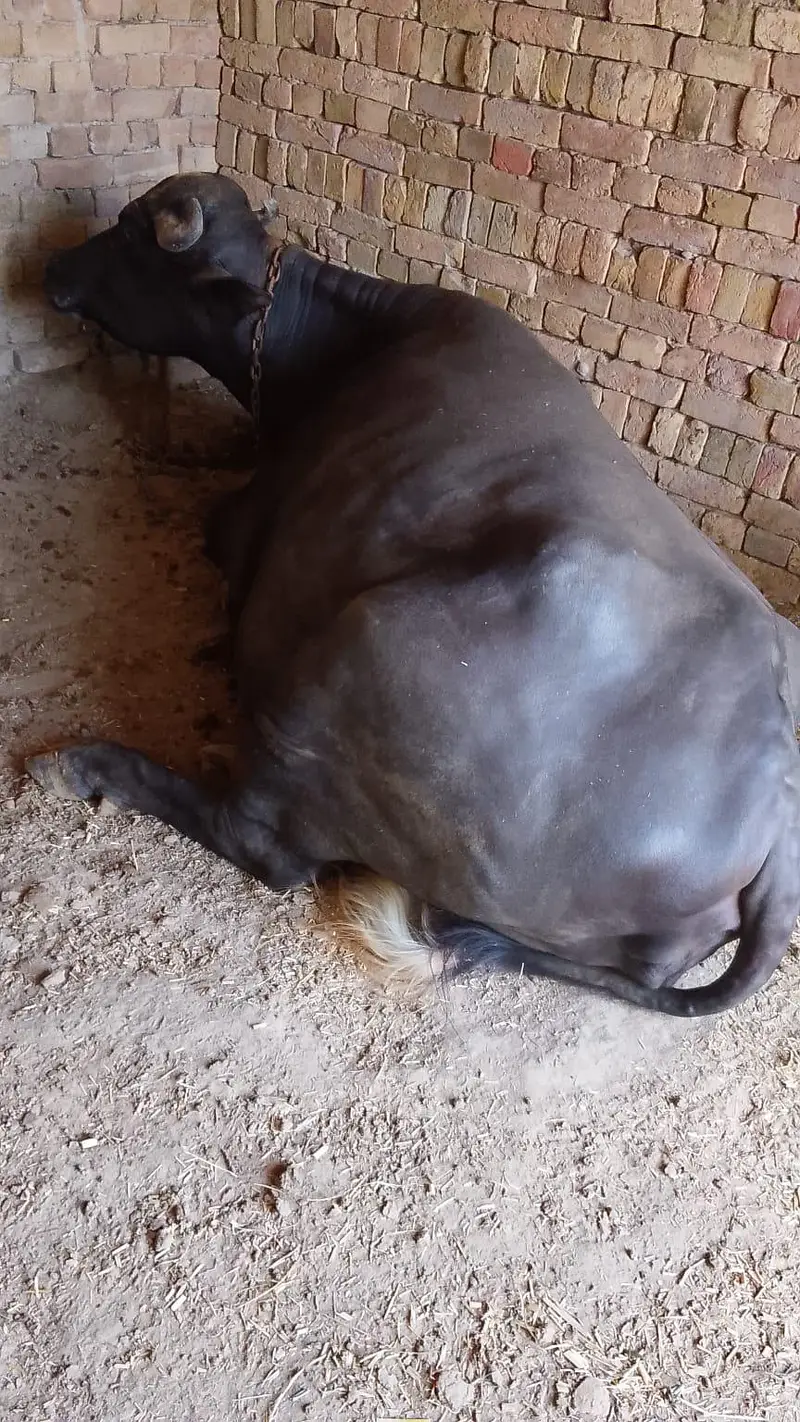 2nd time ready for breed — photo 5