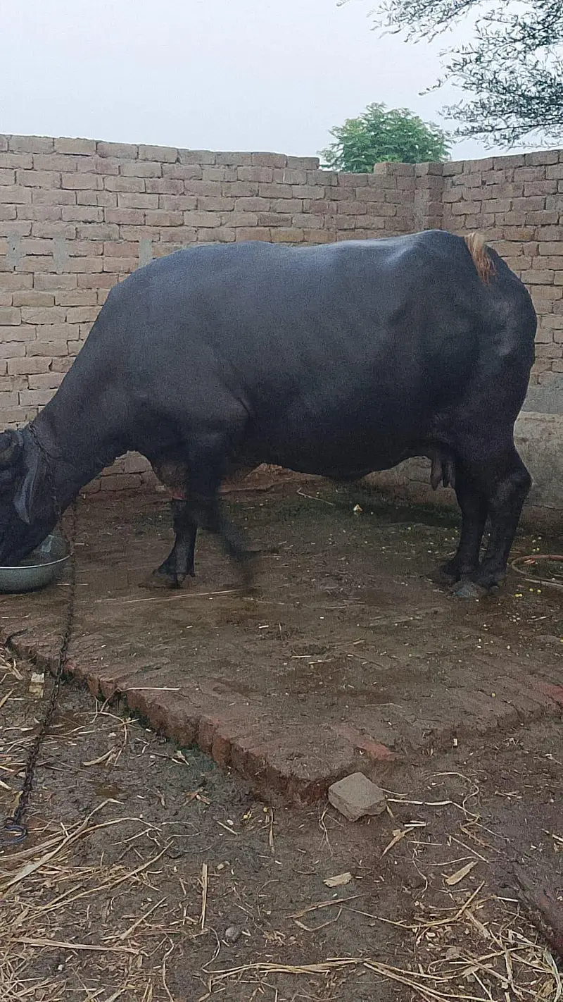 2nd time ready for breed — photo 6
