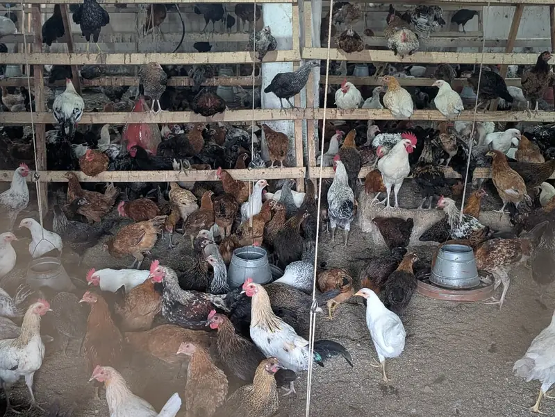 Fresh Golden misri hens — photo 2