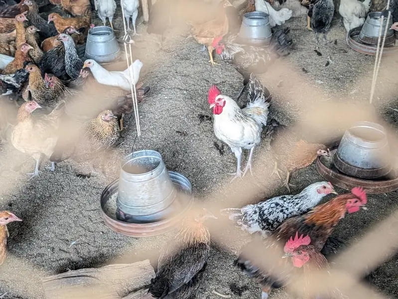 Fresh Golden misri hens — photo 3