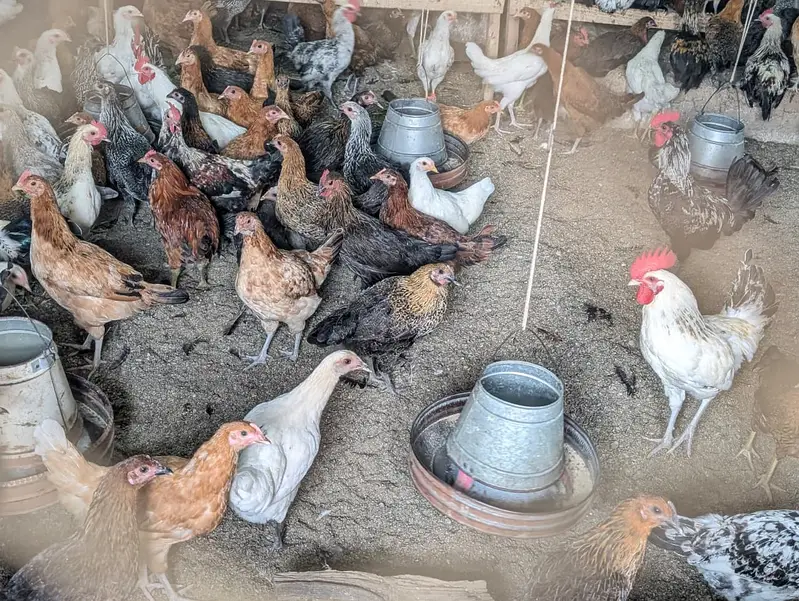 Fresh Golden misri hens — photo 4