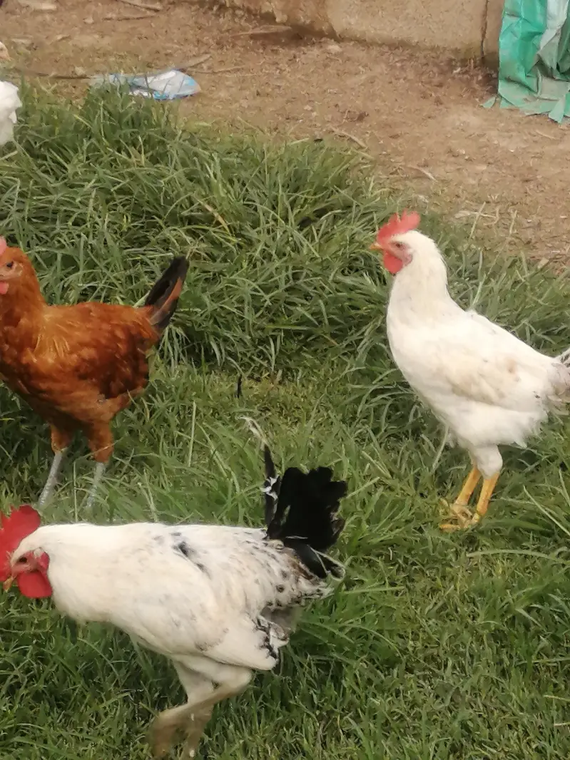 Fresh Golden misri hens — photo 5