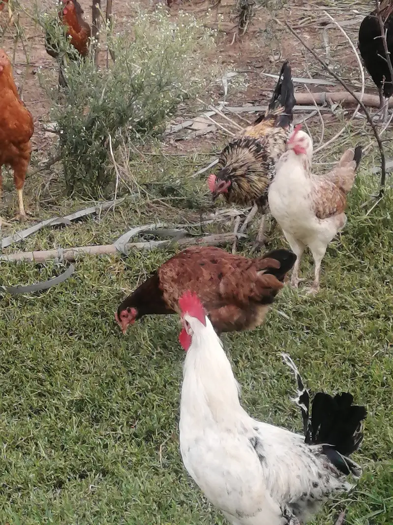 Fresh Golden misri hens — photo 6