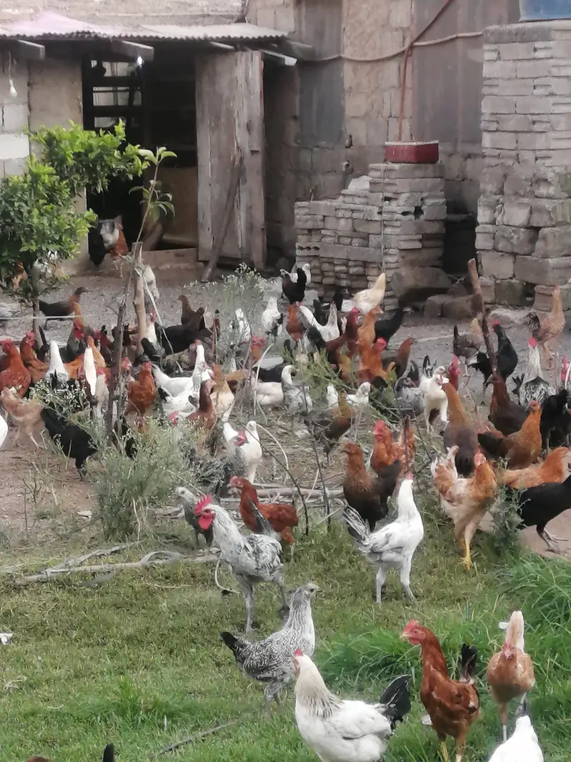 Fresh Golden misri hens — photo 7