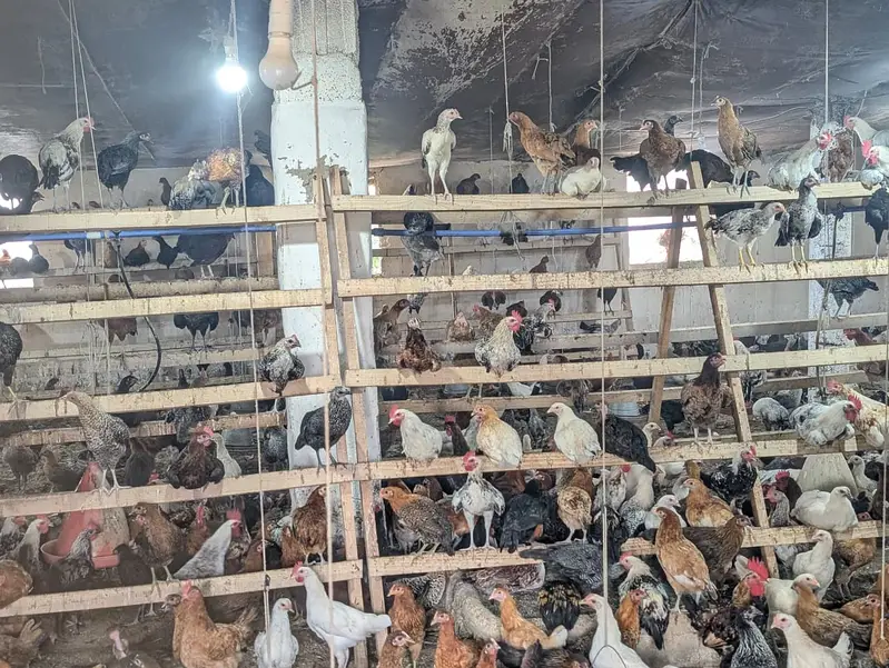 Fresh Golden misri hens — photo 8