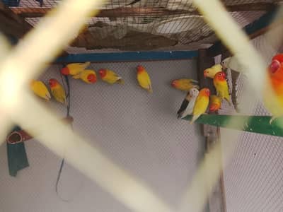 love birds