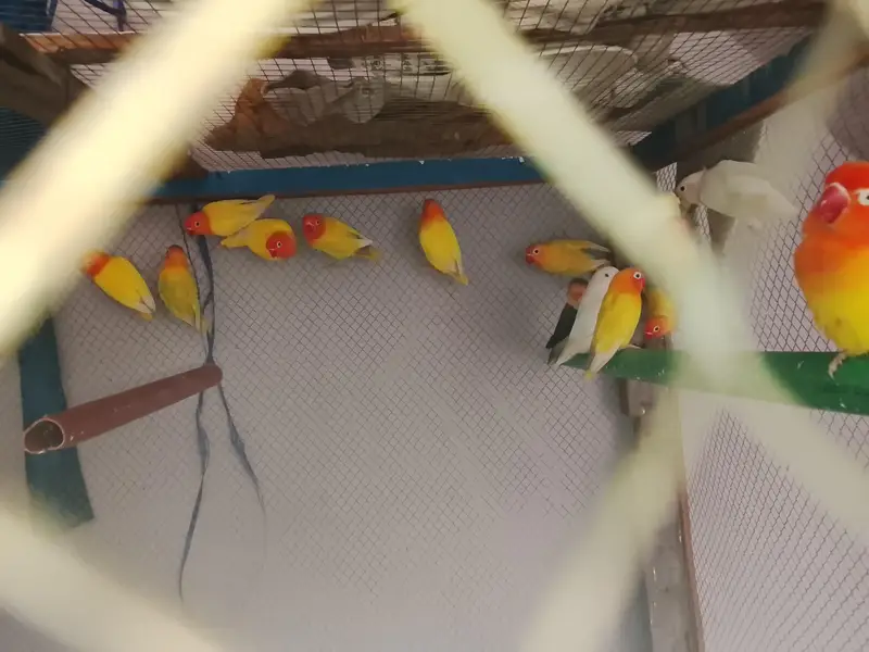 love birds — photo 2