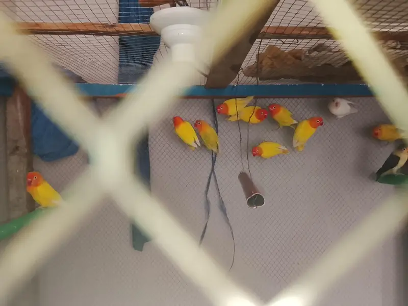 love birds — photo 3