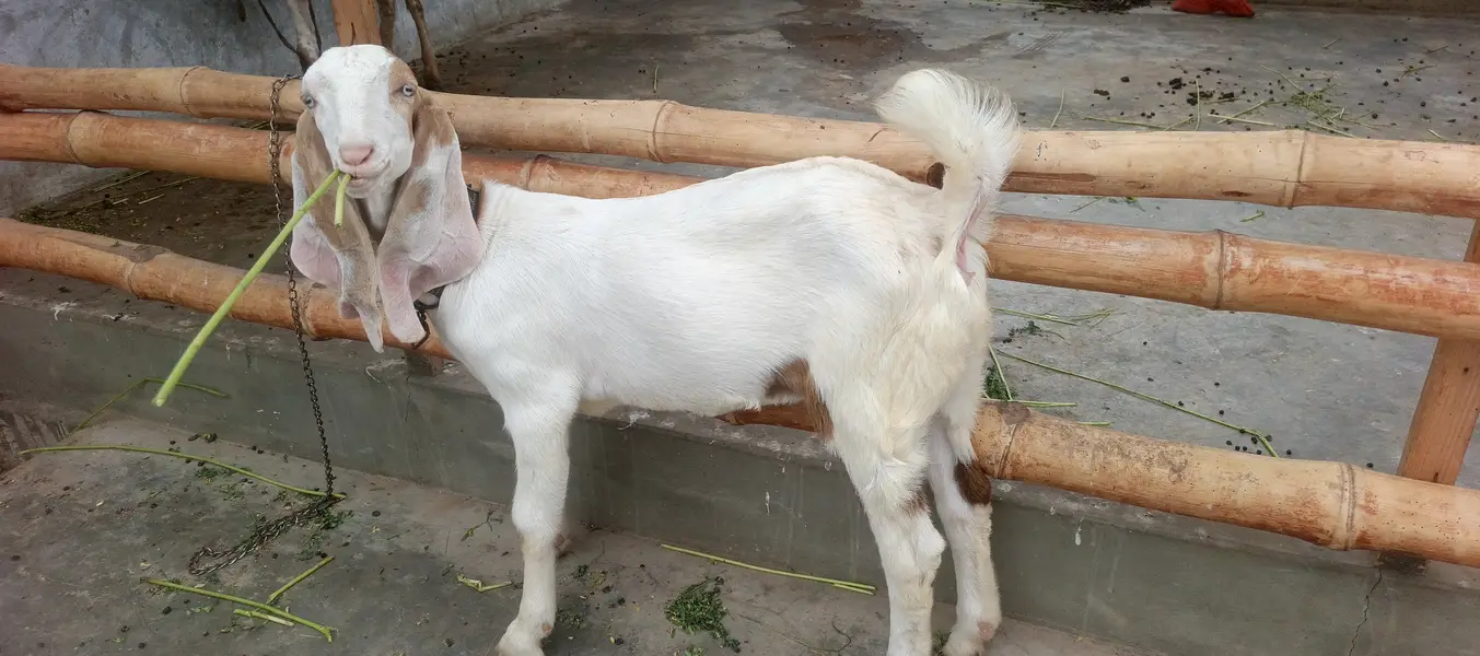 Makacheni Jora with baby — photo 2