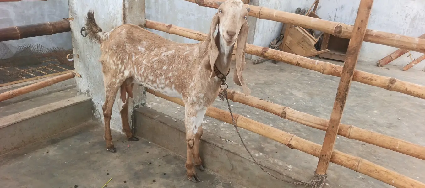 Makacheni Jora with baby — photo 3