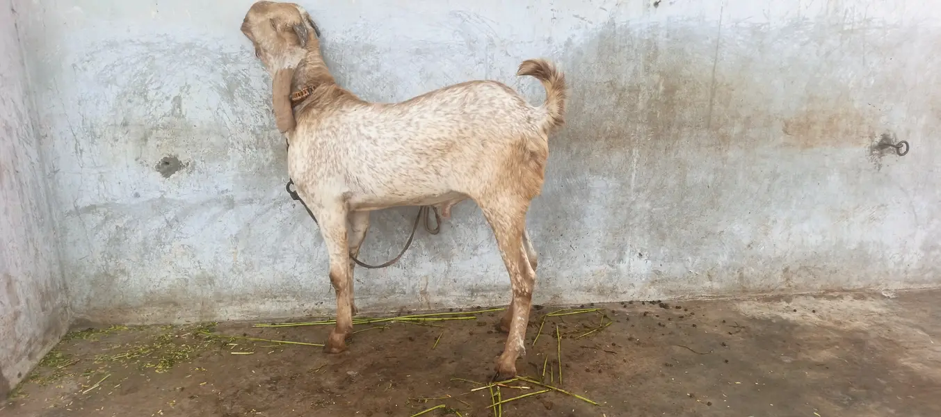 Makacheni Jora with baby — photo 4