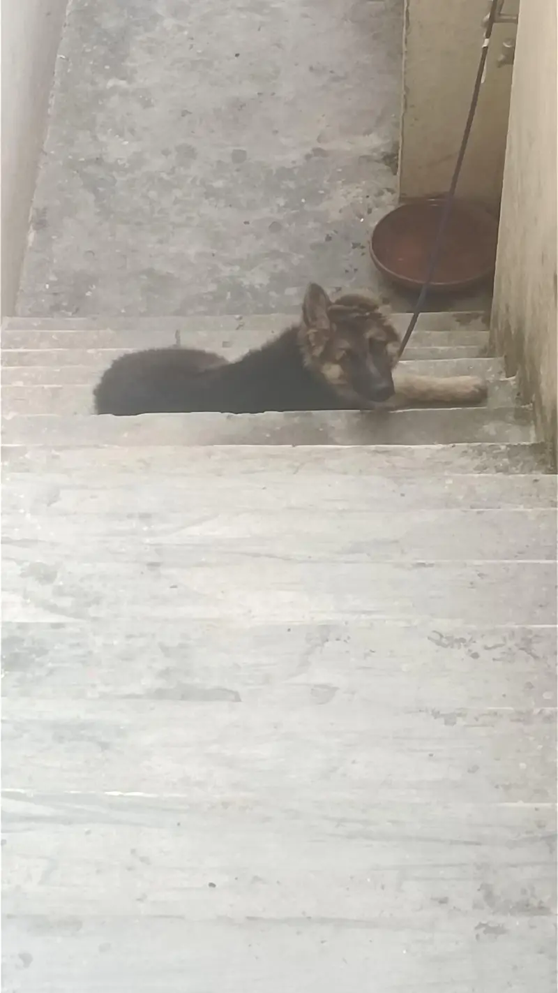 healthy and active male puppy — photo 2