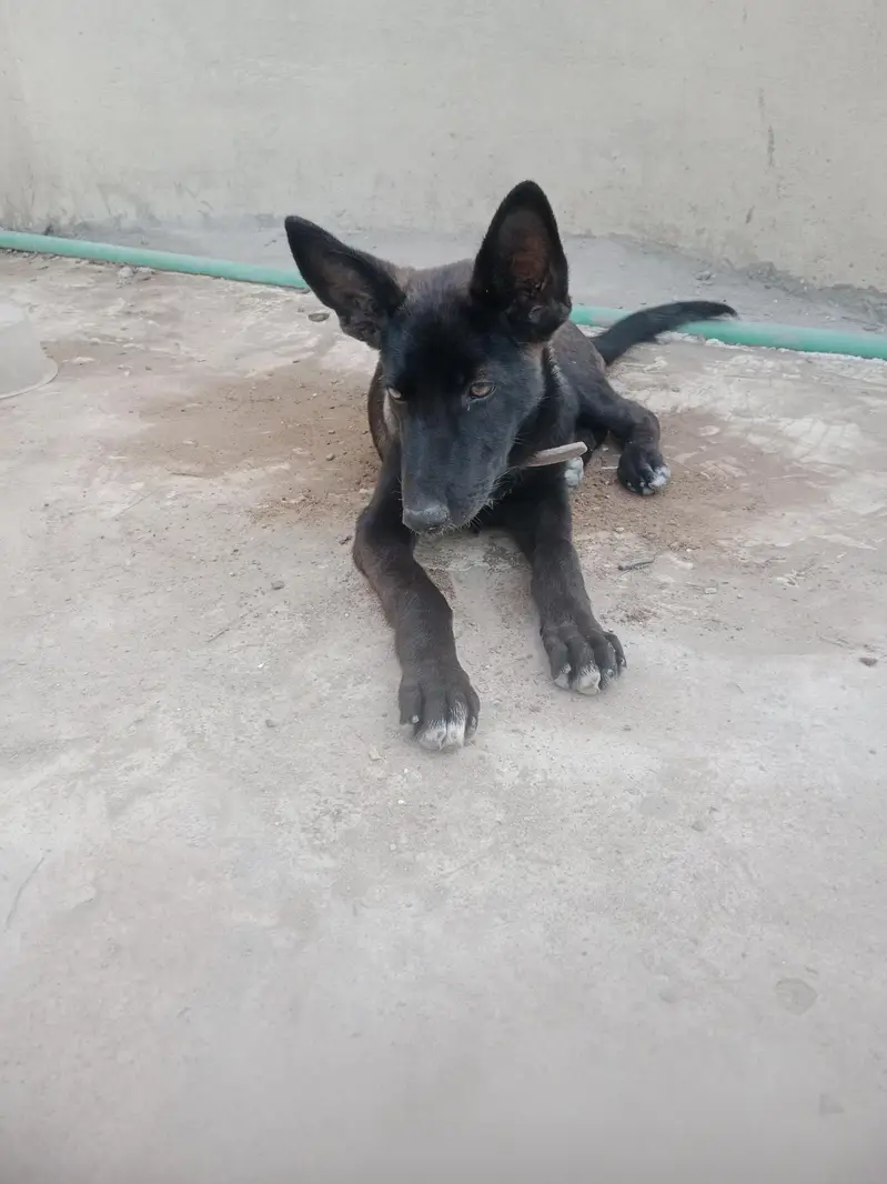 pap brown man ful black ha es ki colour change krya ja rha  ha — photo 2