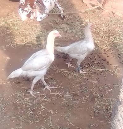 `2 Aseel  - White - Dargai`