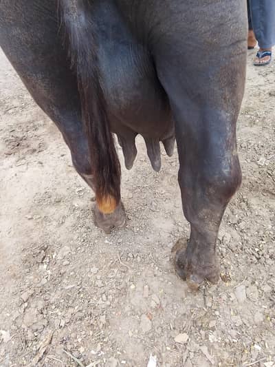 buffalo for sale