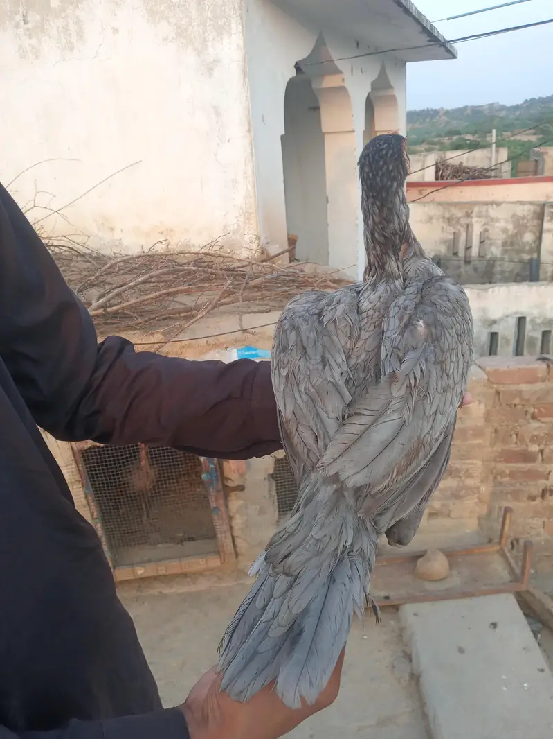 Top Quality Saleti aseel madi for sale W. N#03445849489 — photo 2