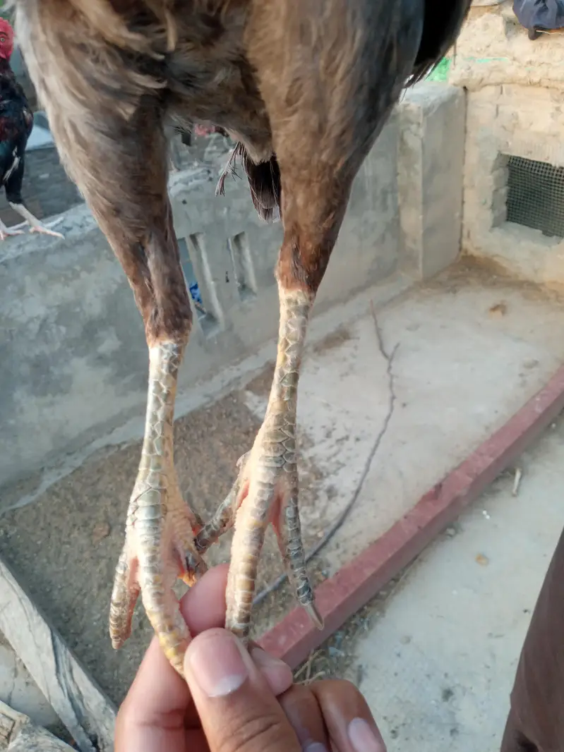 Top Quality Saleti aseel madi for sale W. N#03445849489 — photo 3