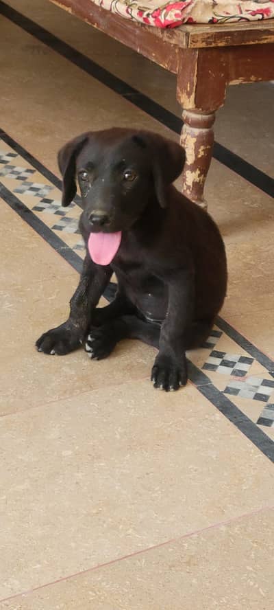 Labrador female puppy high quality