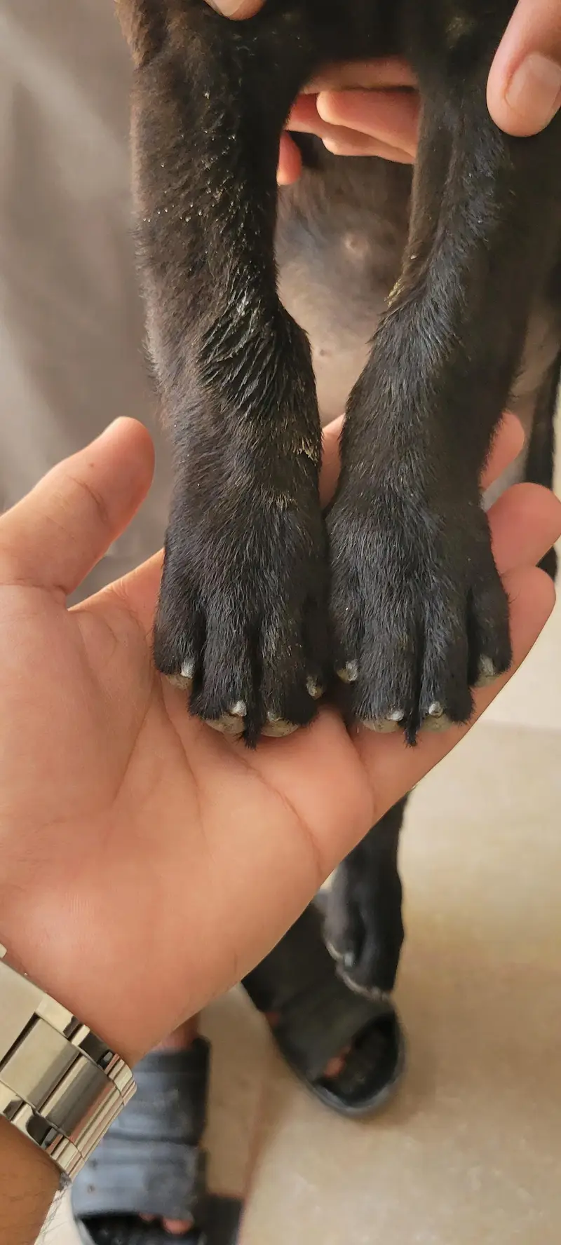 Labrador female puppy high quality — photo 3