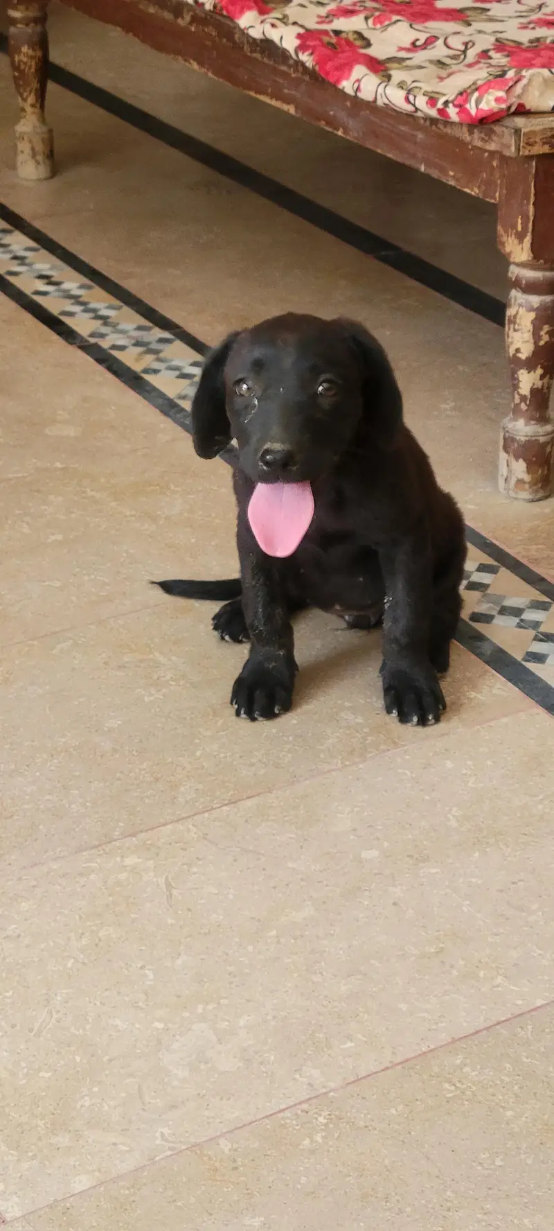 Labrador female puppy high quality — photo 4