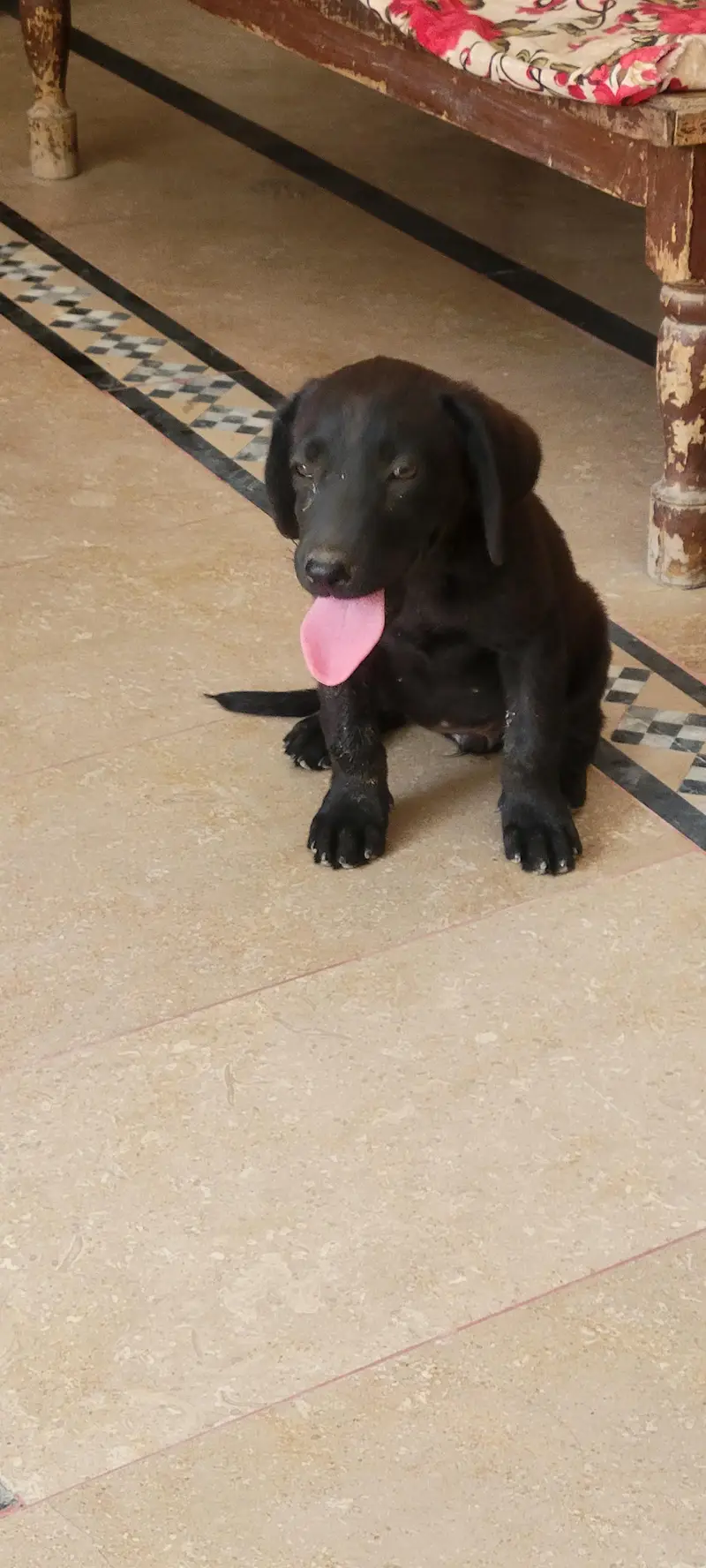 Labrador female puppy high quality — photo 5