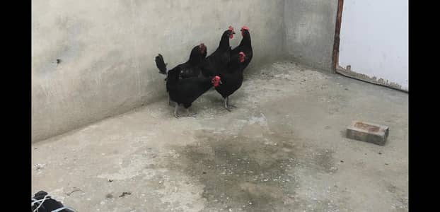 Black astrlop