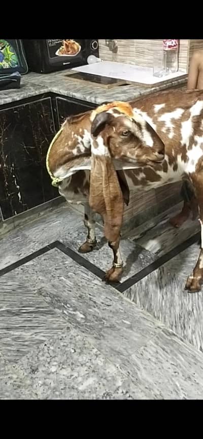 dasi bakri dodh Vali  03098289032