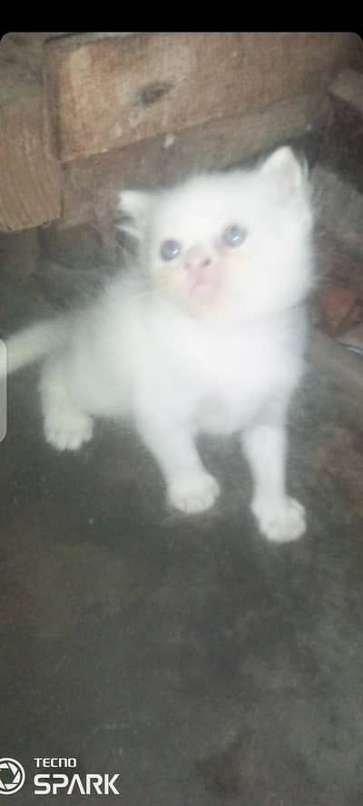 persain