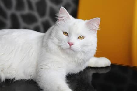 beautiful Persian male cat
