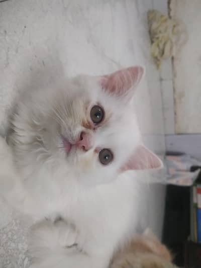 urgent cat pair for sale