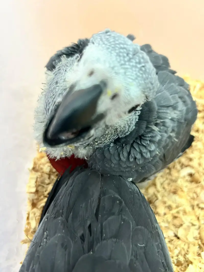 African grey parrots for sale 0371=4361=525 — photo 3